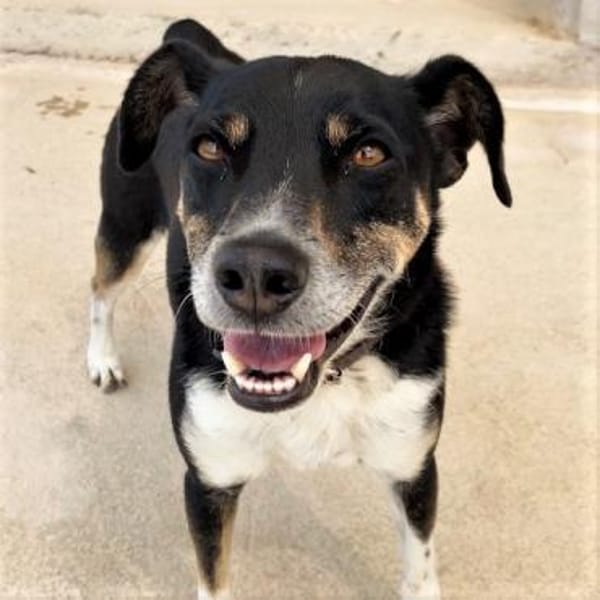 Ballverrückter Sparty sucht sein Zuhause