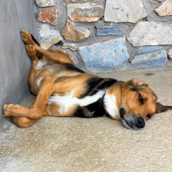 Entspannter Rocky sucht Zuhause