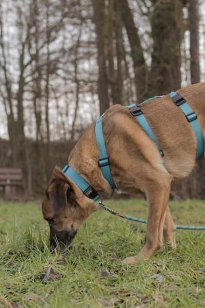 Fred - ist ein ruhiges Wesen