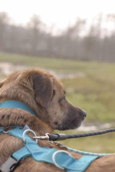 Fred - ist ein ruhiges Wesen