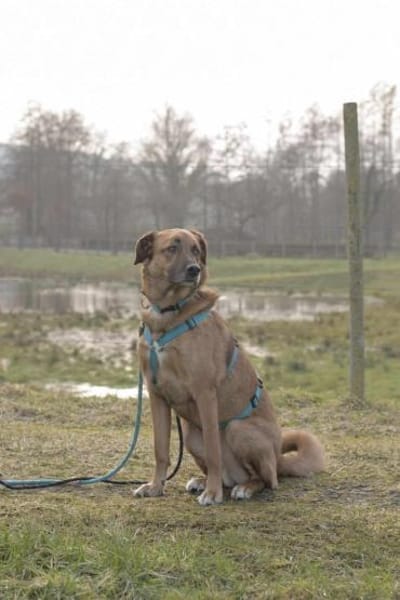 Fred - ist ein ruhiges Wesen