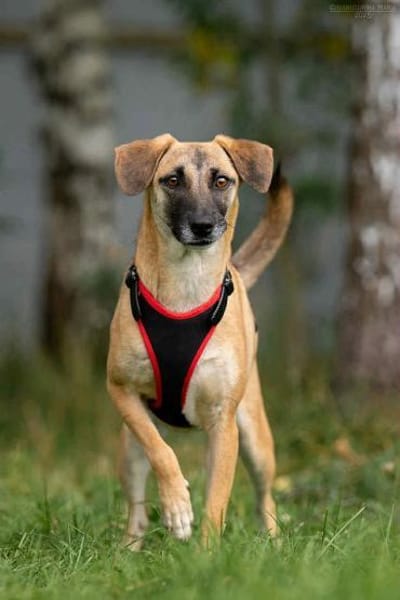 Verschmuste Lika sucht ihre Menschen