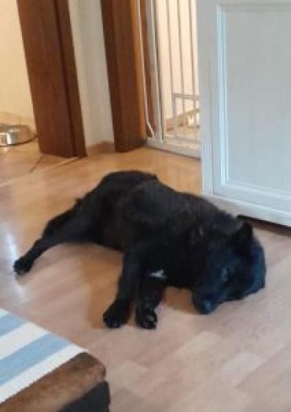 Ralfi 48 cm (Pflegestelle)