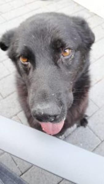 Ralfi 48 cm (Pflegestelle)