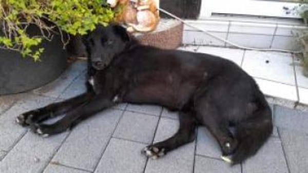 Ralfi 48 cm (Pflegestelle)