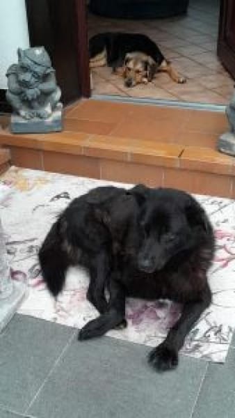 Ralfi 48 cm (Pflegestelle)