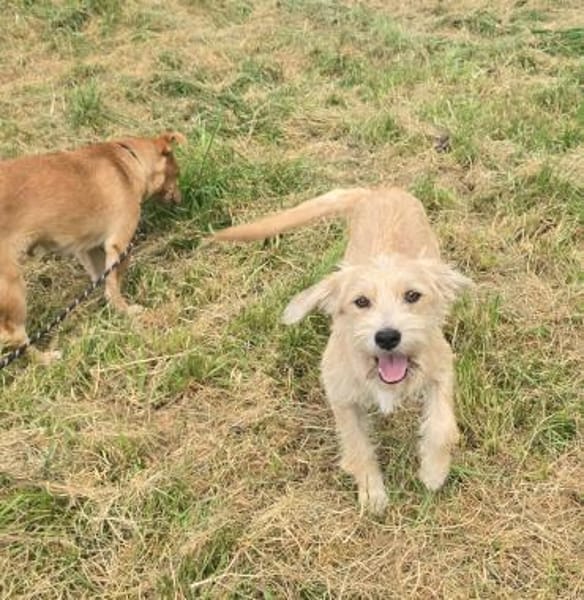 GESELLIGE KLEINFAMILIE