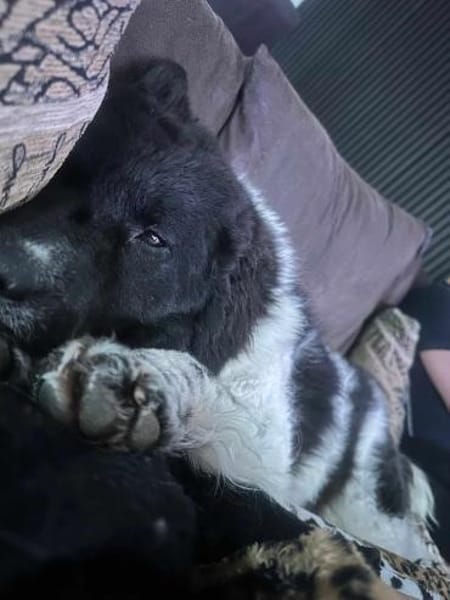 Maja - lernfreudige Herzenshündin