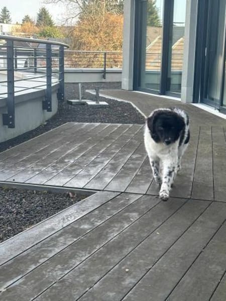 Maja - lernfreudige Herzenshündin