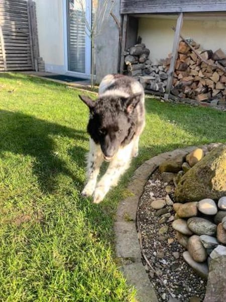 Maja - lernfreudige Herzenshündin