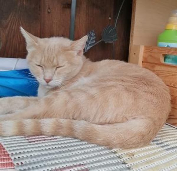 Lea  Sandfarbene Katzenschönheit