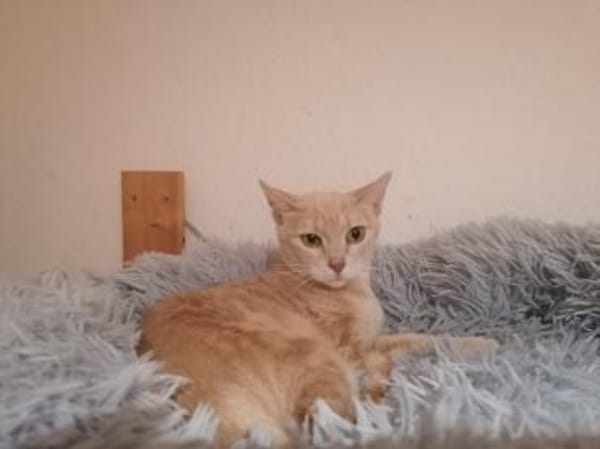 Lea  Sandfarbene Katzenschönheit