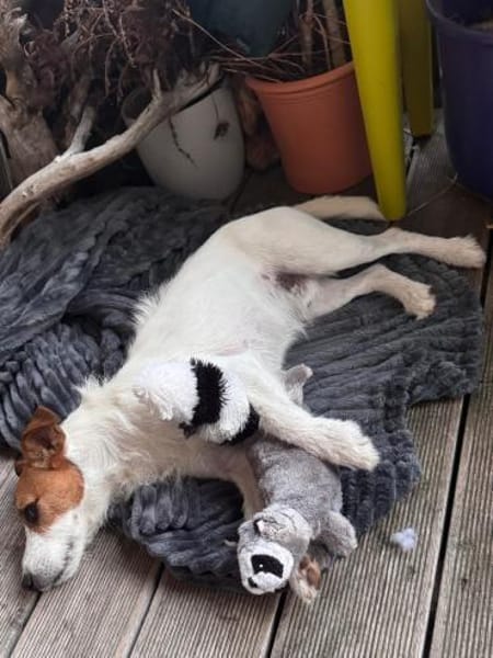 Georgie , lebensfroher Hund sucht