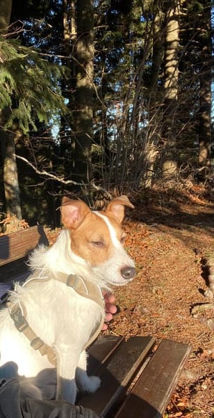 Georgie , lebensfroher Hund sucht