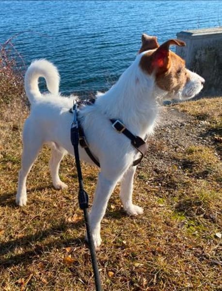 Georgie , lebensfroher Hund sucht