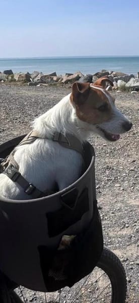 Georgie , lebensfroher Hund sucht