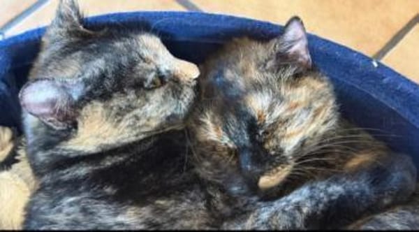 Lili & Bibi Kleines Dreamteam