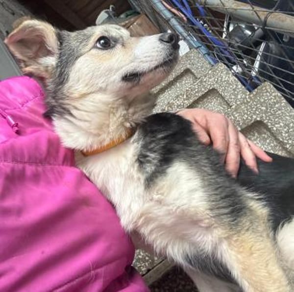 🐾 Hündin Berta sucht ihr Zuhause 🐾