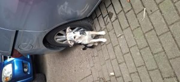 🐾 Hündin Berta sucht ihr Zuhause 🐾