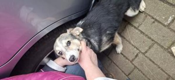 🐾 Hündin Berta sucht ihr Zuhause 🐾