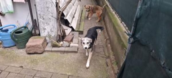 🐾 Hündin Berta sucht ihr Zuhause 🐾