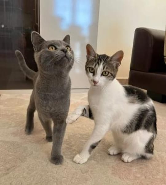 Molly & Tommi Verkuscheltes Dreamteam