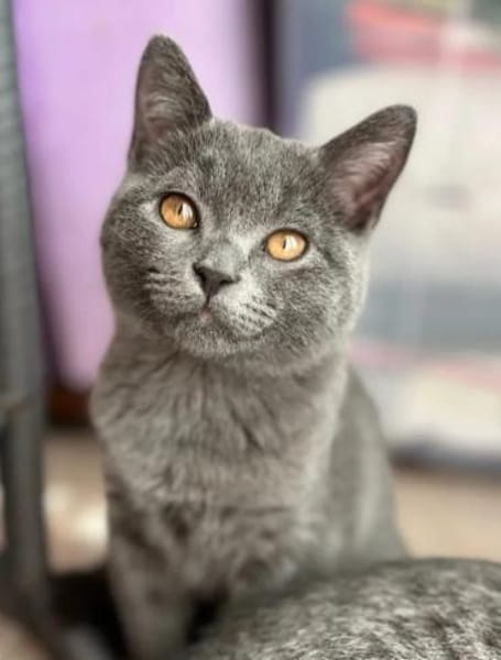 Molly & Tommi Verkuscheltes Dreamteam