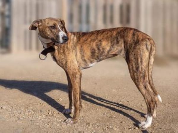 Harper - eine bildschöne Galga