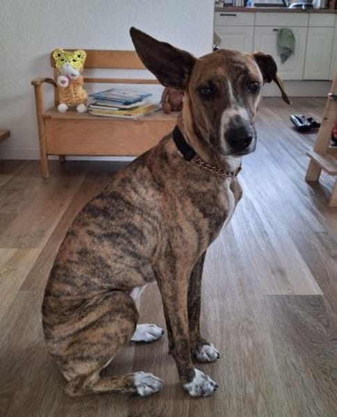 Harper - eine bildschöne Galga