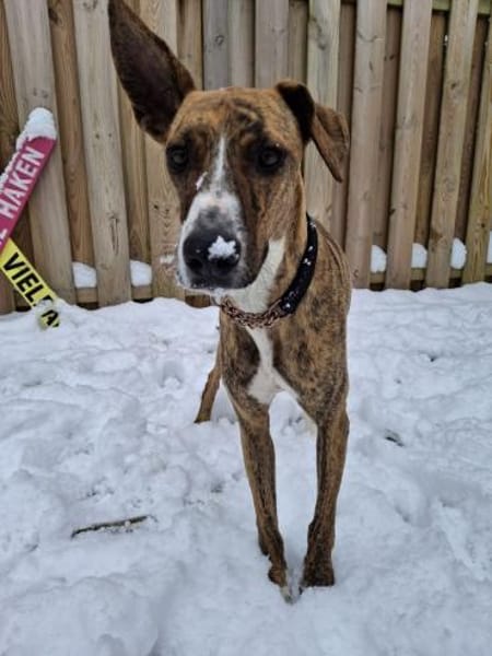 Harper - eine bildschöne Galga