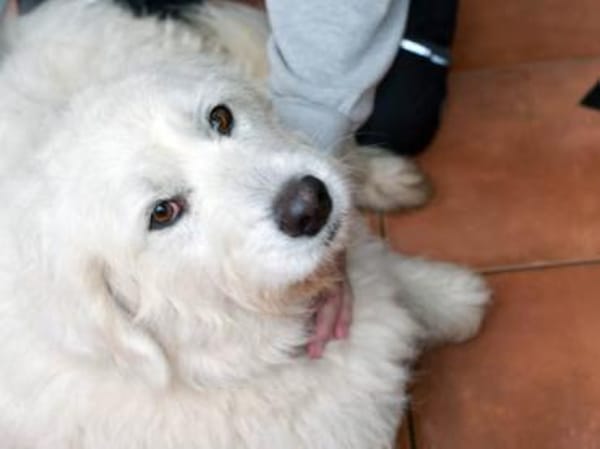 Darf Fuchur bei Ihnen wohnen?