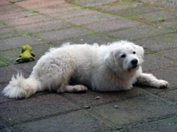 Darf Fuchur bei Ihnen wohnen?