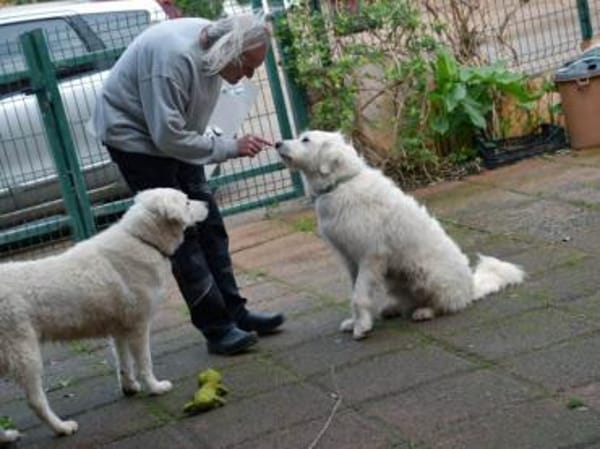 Darf Fuchur bei Ihnen wohnen?