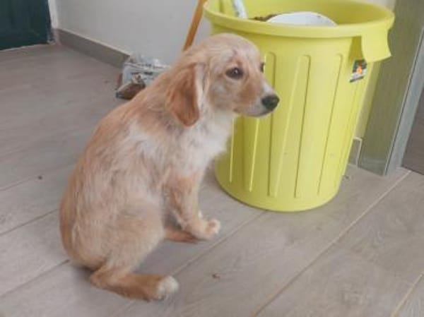 Gavino sucht sein Traumzuhause