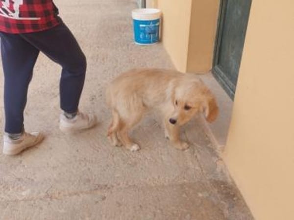 Gavino sucht sein Traumzuhause