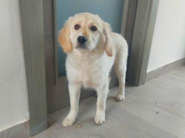 Grazia möchte Ihr Familienmitglied sein