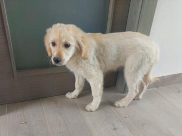 Grazia möchte Ihr Familienmitglied sein