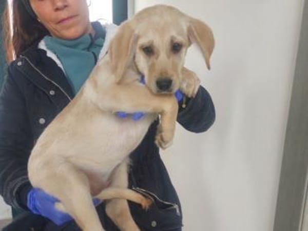 Giselle möchte Sie begleiten