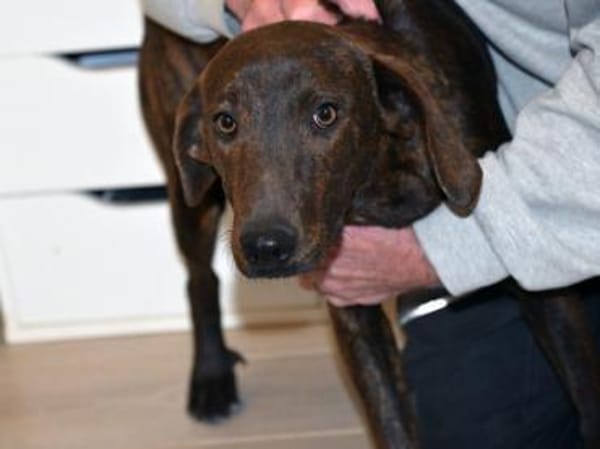 Ermöglichen Sie Dante ein schönes Leben?