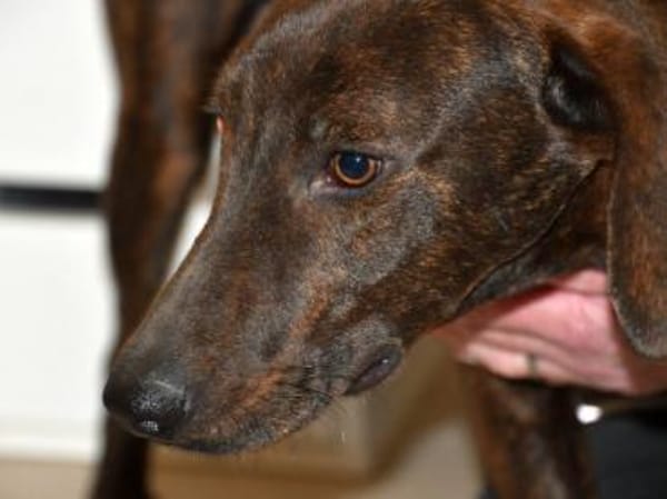 Ermöglichen Sie Dante ein schönes Leben?