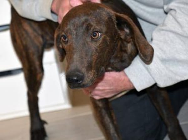 Ermöglichen Sie Dante ein schönes Leben?