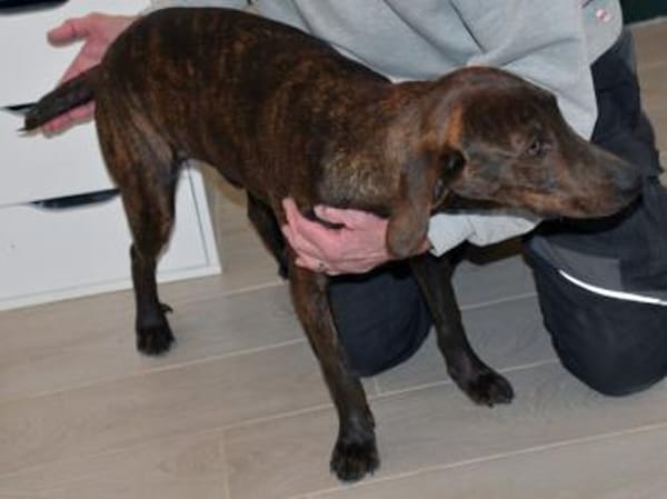 Ermöglichen Sie Dante ein schönes Leben?