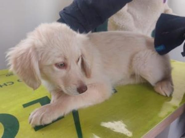 Gioia möchte Sie durchs Leben begleiten