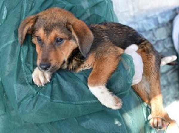 Liebe Menschen für Rafiki gesucht