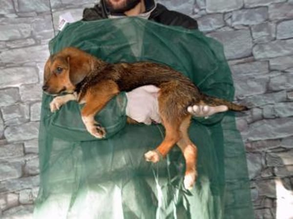 Liebe Menschen für Rafiki gesucht