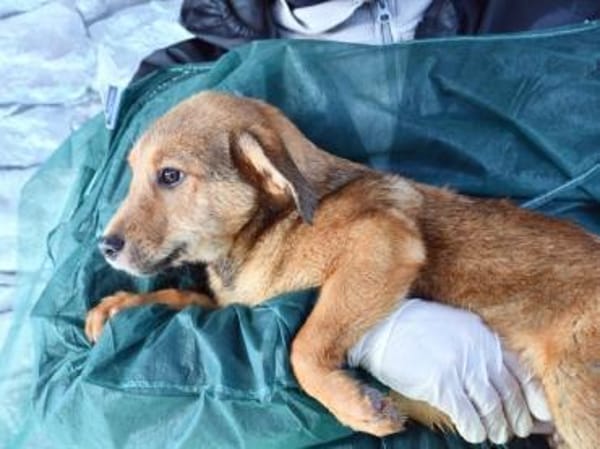 Liebevolles Zuhause für Rojo gesucht