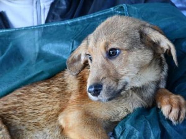 Liebevolles Zuhause für Rojo gesucht
