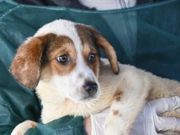 Süße Rox sucht Zuhause