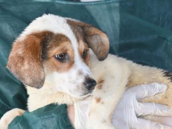 Süße Rox sucht Zuhause