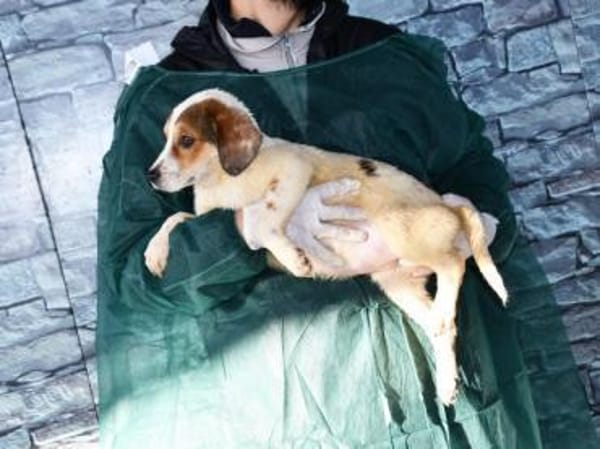 Süße Rox sucht Zuhause